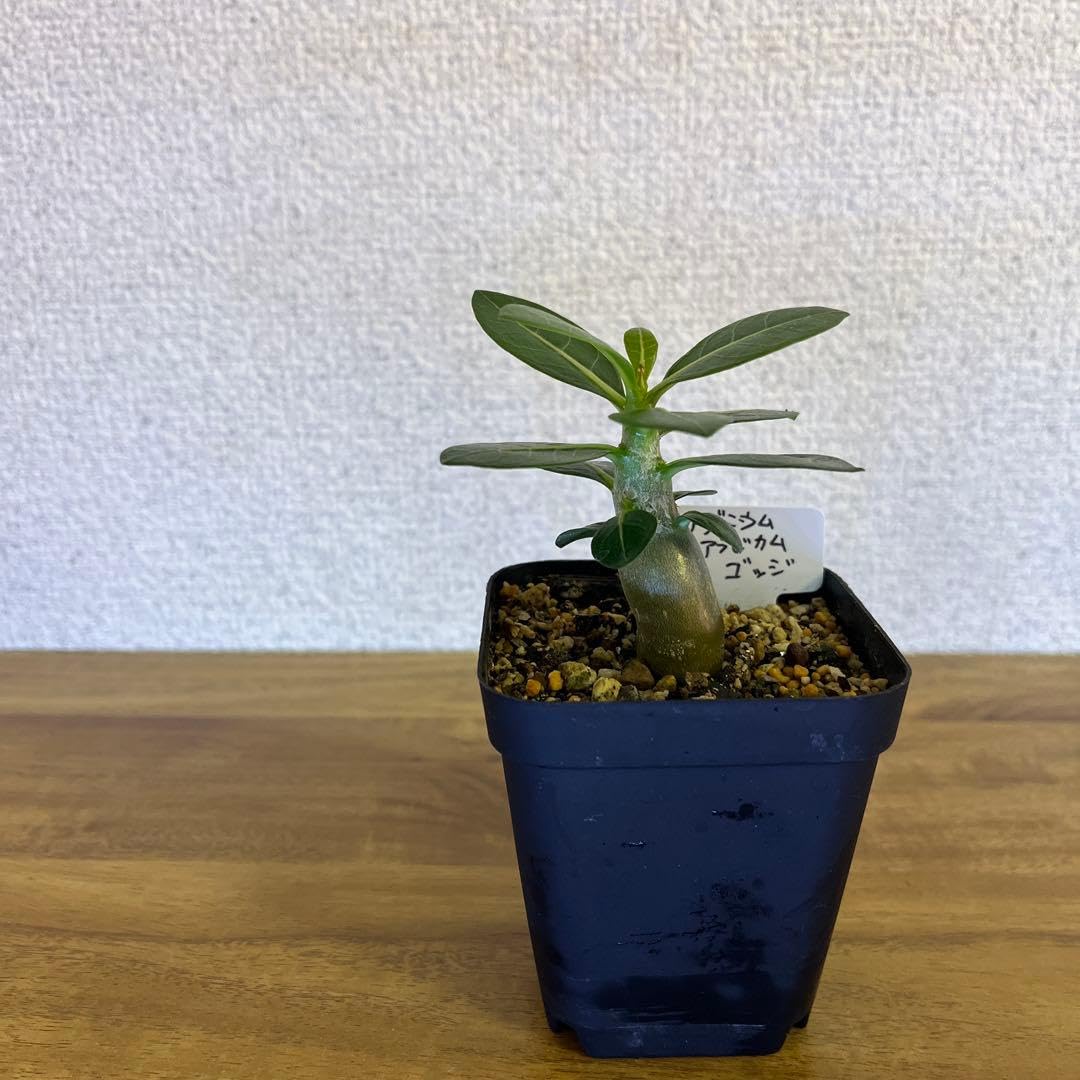Amazon｜アデニウム アラビカム ゴッジ実生苗｜観葉植物 オンライン通販